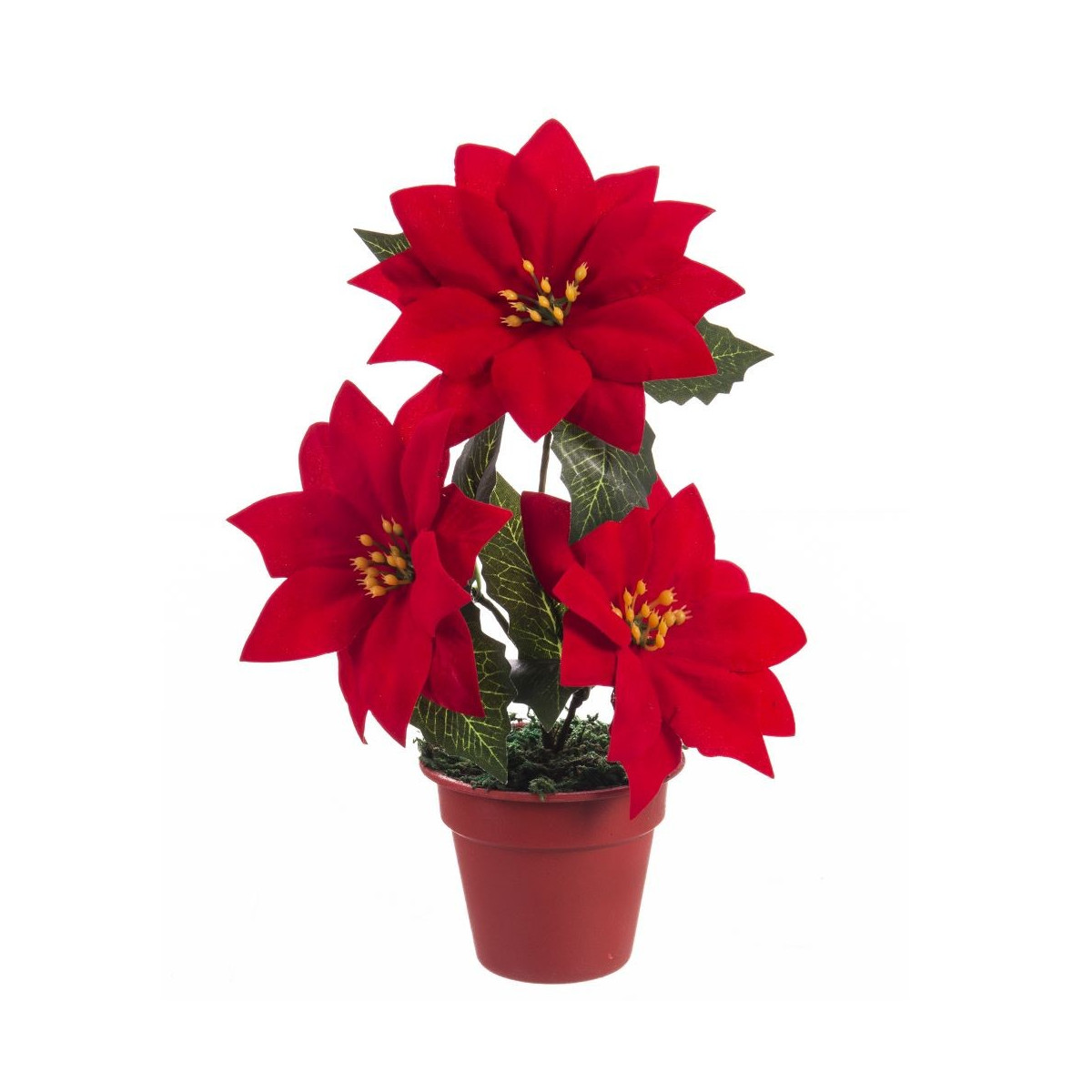 Maceta 3 poinsetia 20 cm