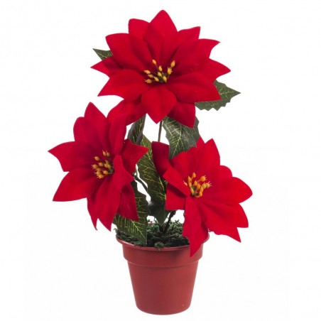 Maceta 3 poinsetia 20 cm