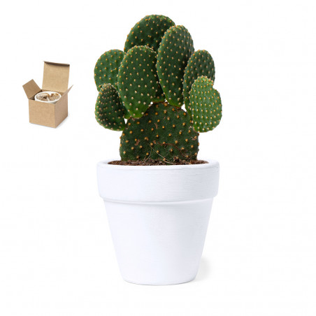 Recuerdos Originales Maceta con Semillas de Cactus en Caja Personalizada