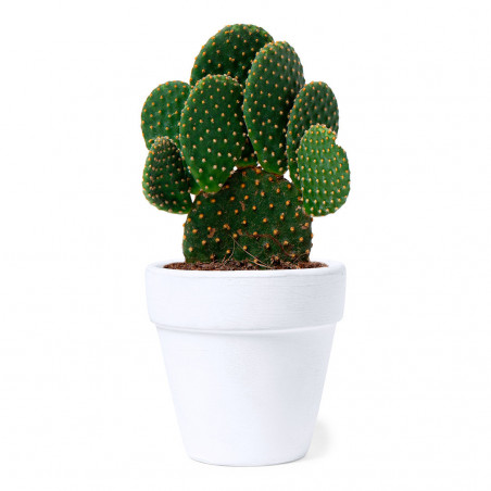 Maceta de terracota con semillas de cactus y adhesivo de amistad para regalar